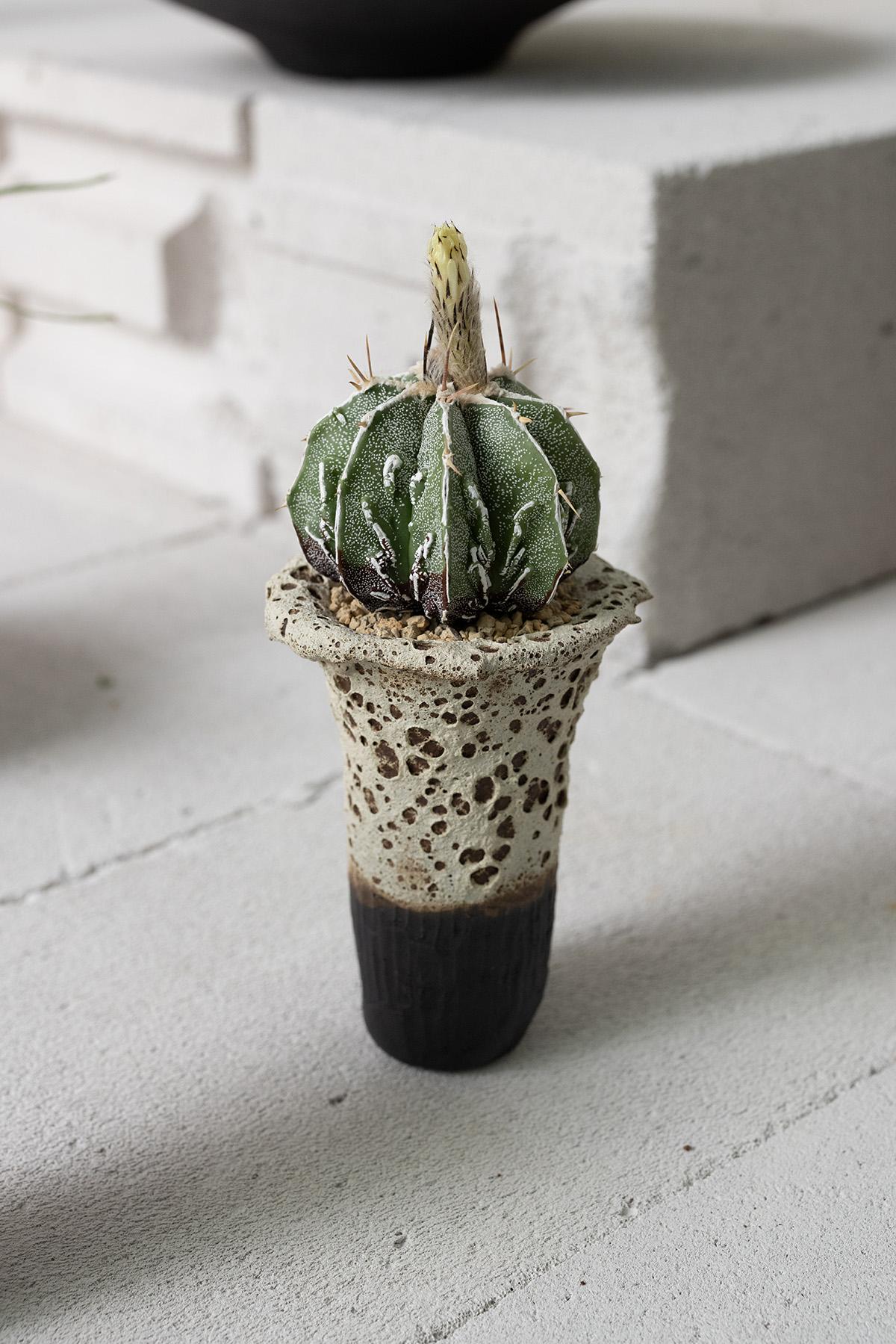 Planted Ceramics, Living Landscapes 7