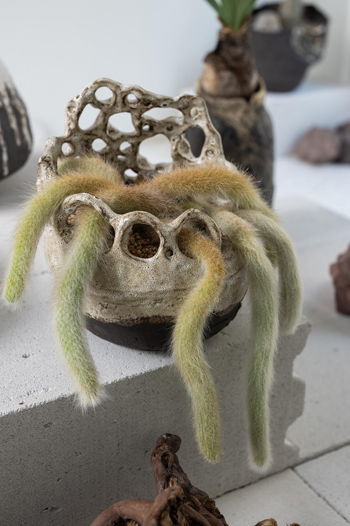Planted Ceramics, Living Landscapes 15
