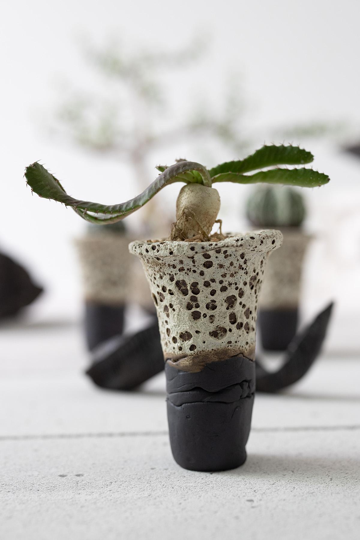 Planted Ceramics, Living Landscapes 9