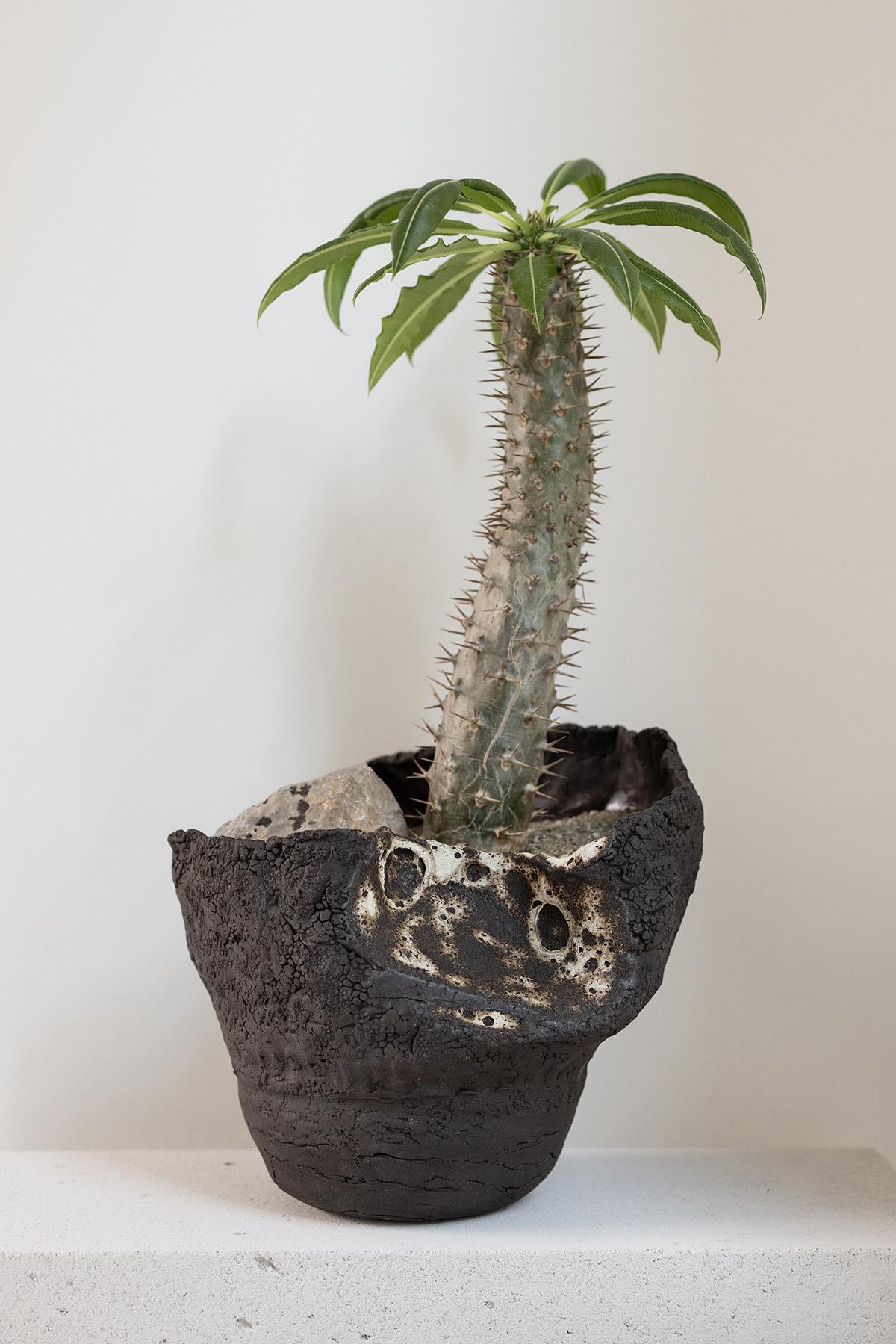 Planted Ceramics, Living Landscapes 18