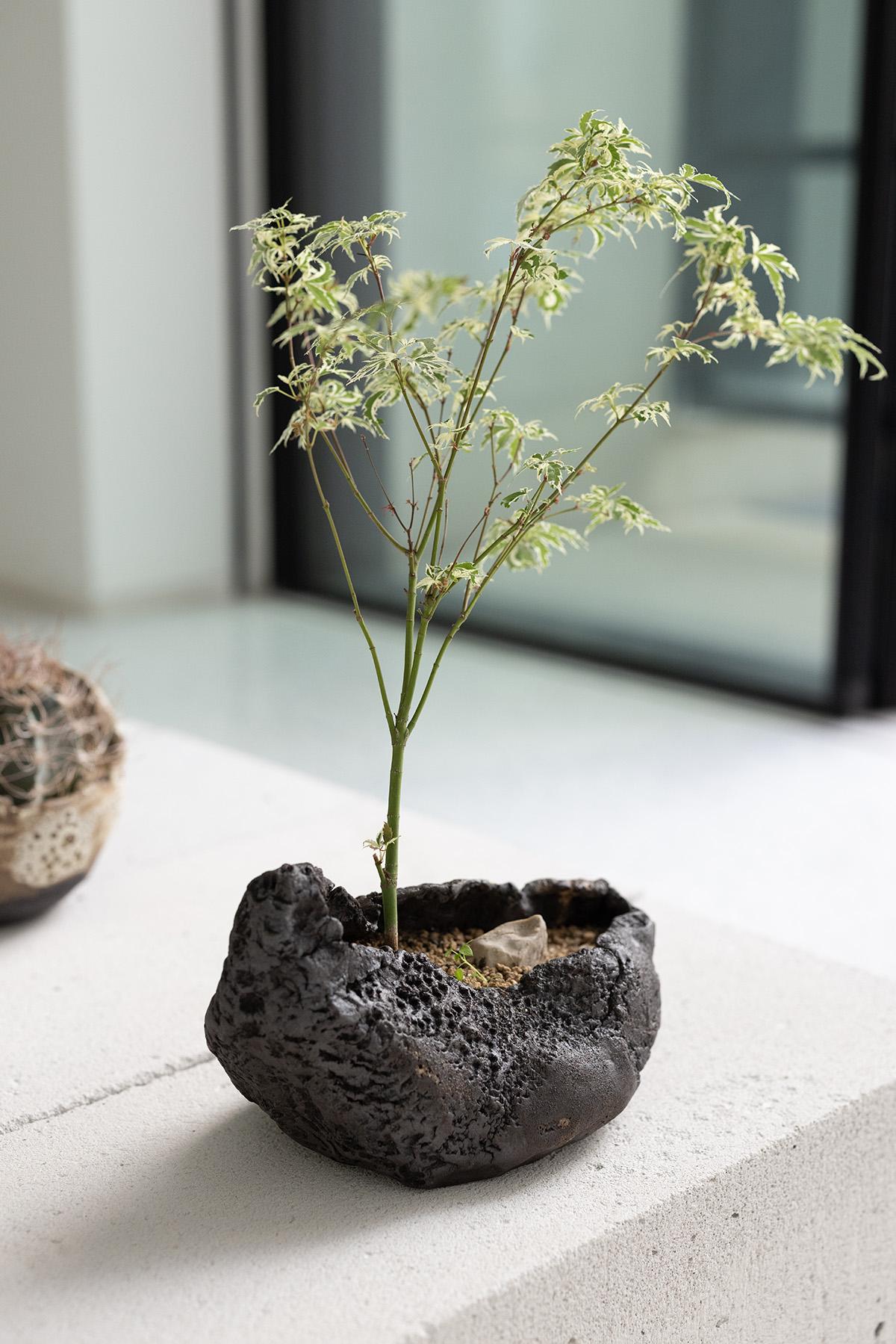 Planted Ceramics, Living Landscapes 1
