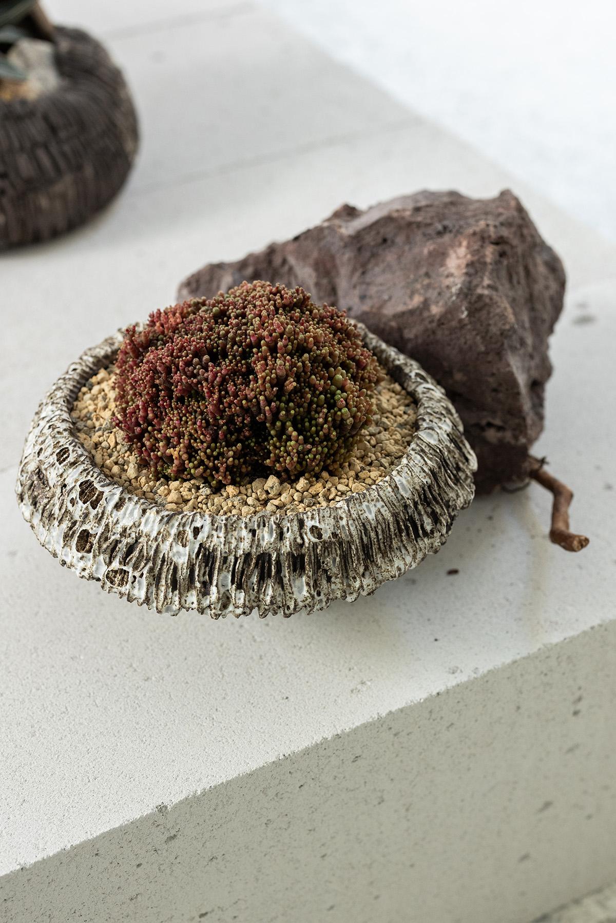Planted Ceramics, Living Landscapes 16
