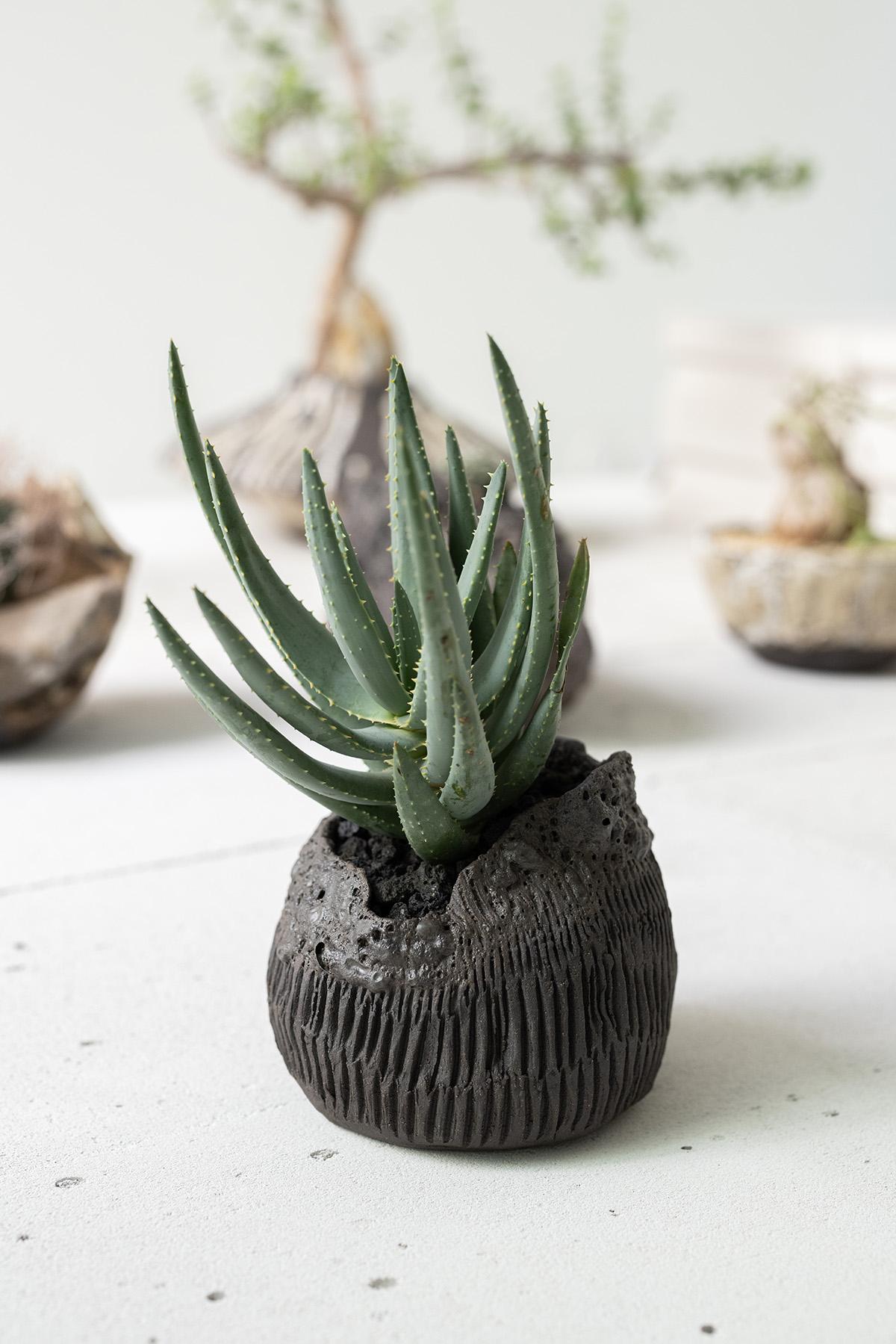 Planted Ceramics, Living Landscapes 12