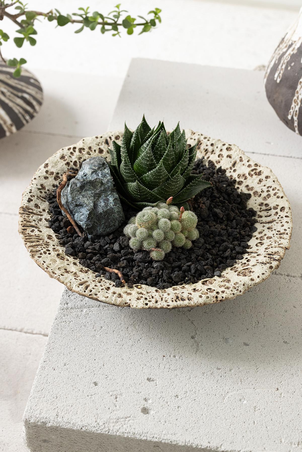 Planted Ceramics, Living Landscapes 17