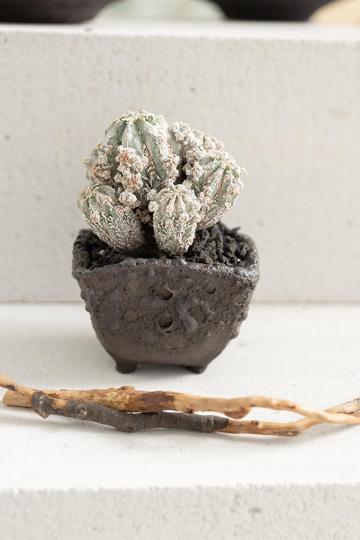 Planted Ceramics, Living Landscapes 2
