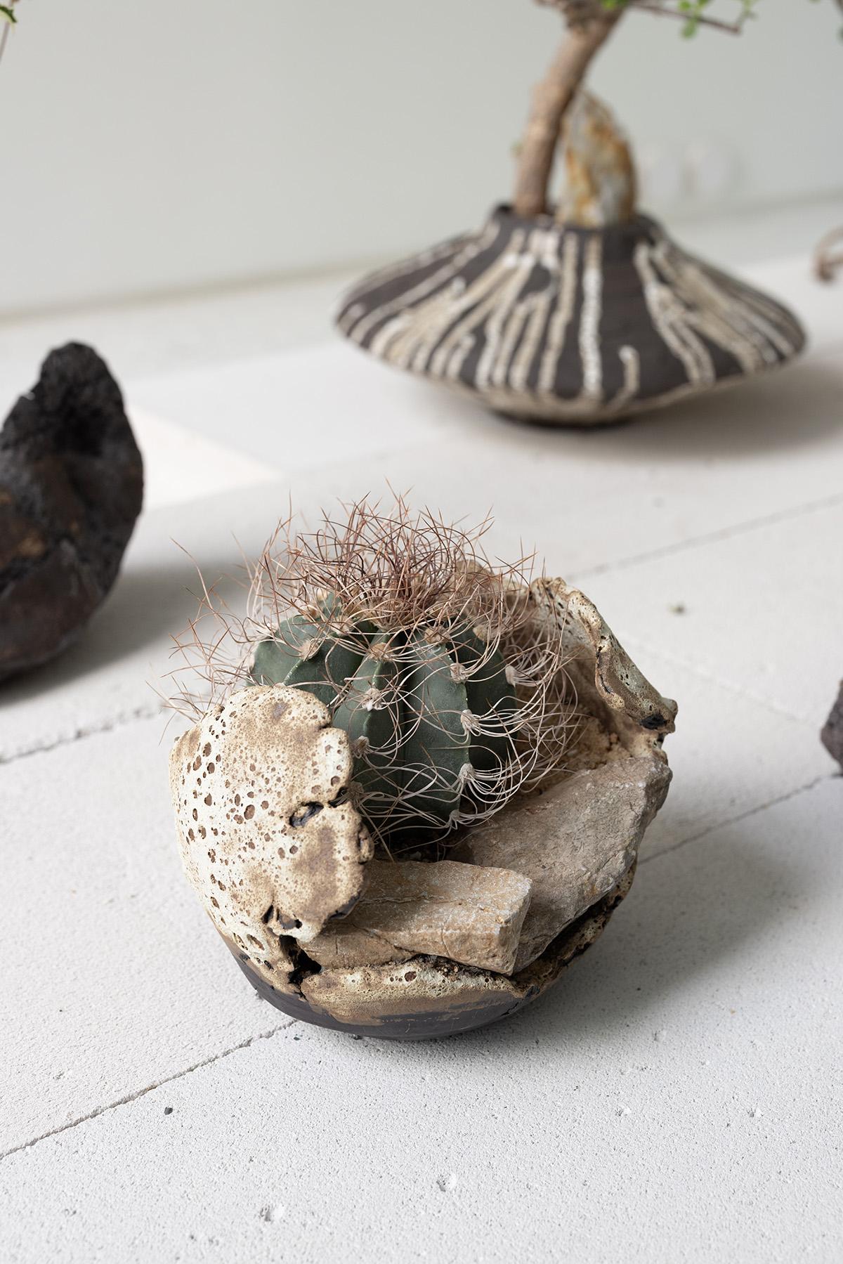 Planted Ceramics, Living Landscapes 13
