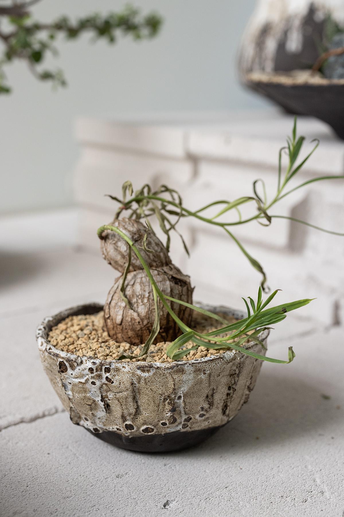 Planted Ceramics, Living Landscapes 5