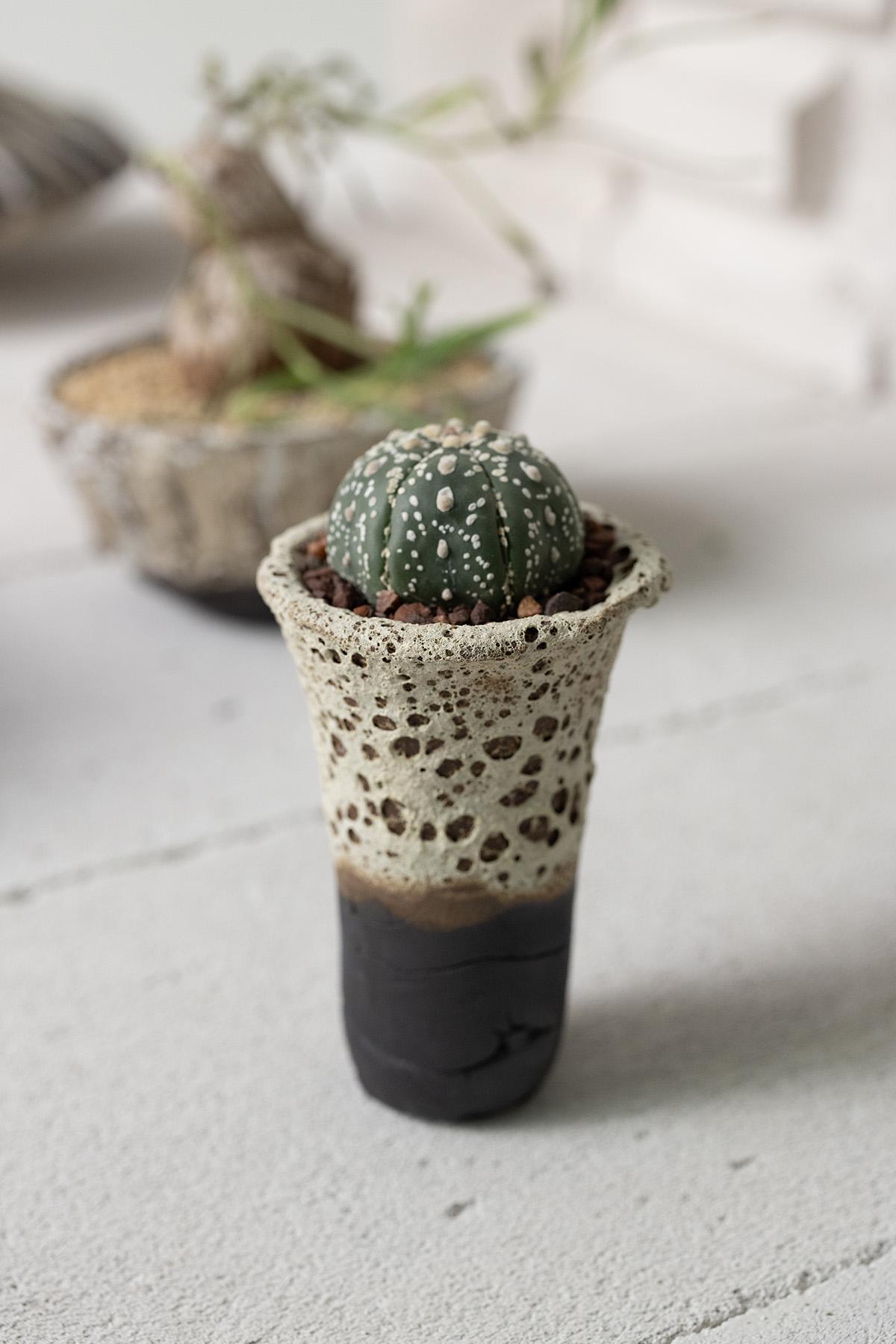 Planted Ceramics, Living Landscapes 8