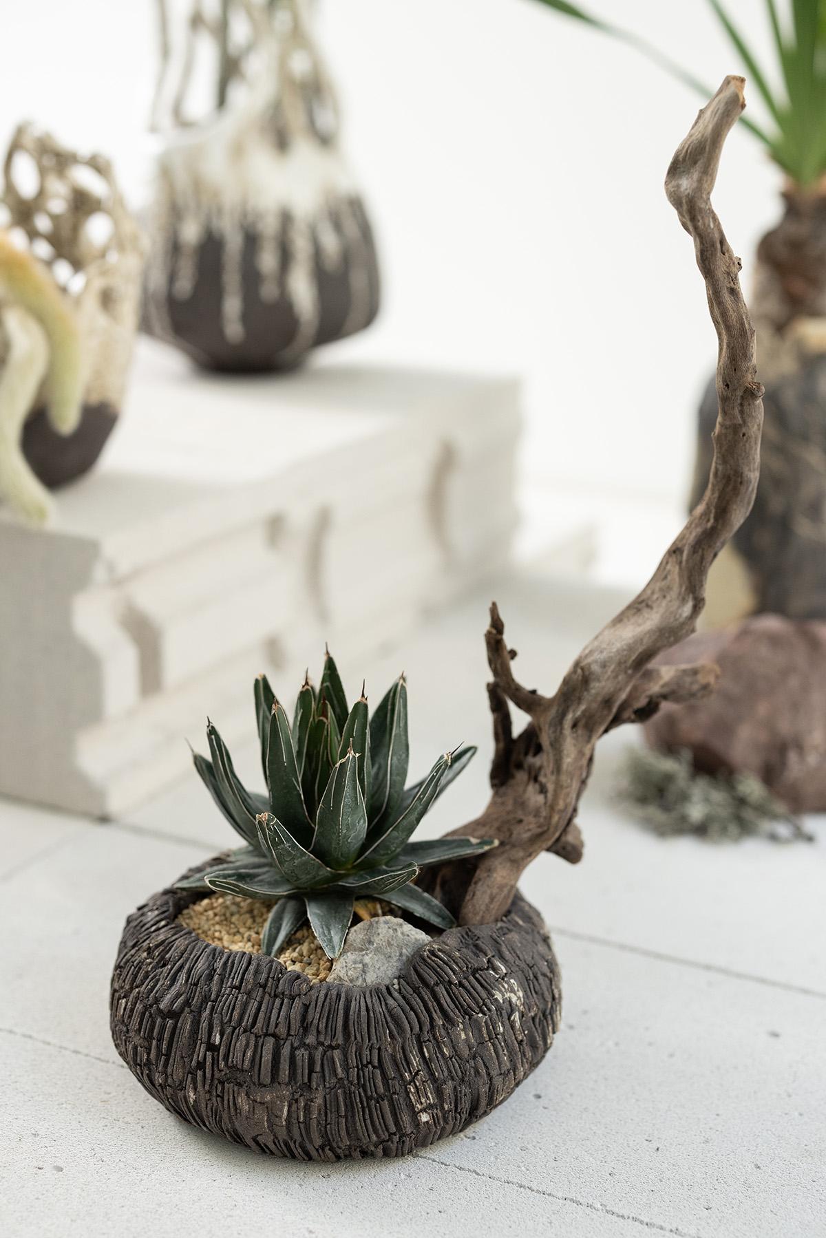 Planted Ceramics, Living Landscapes 3