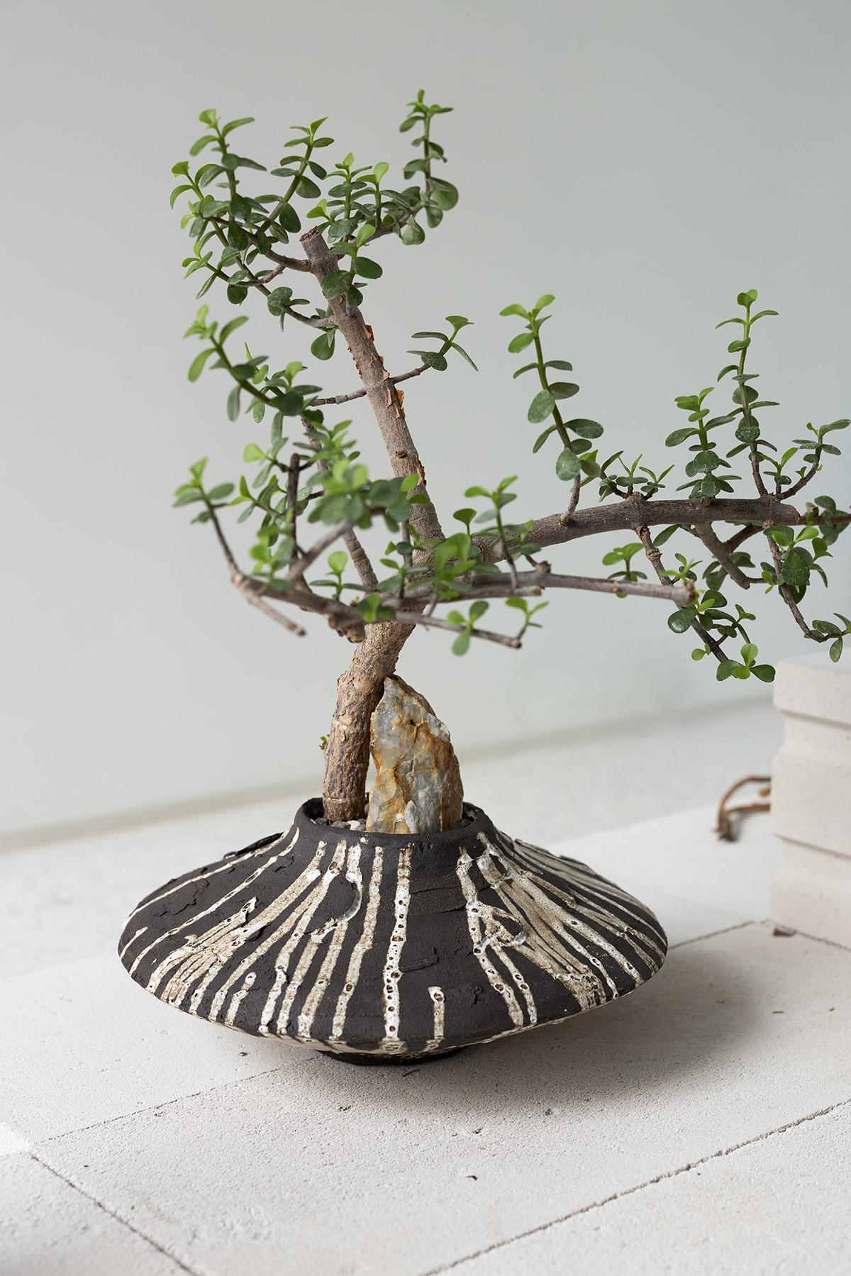 Planted Ceramics, Living Landscapes 14