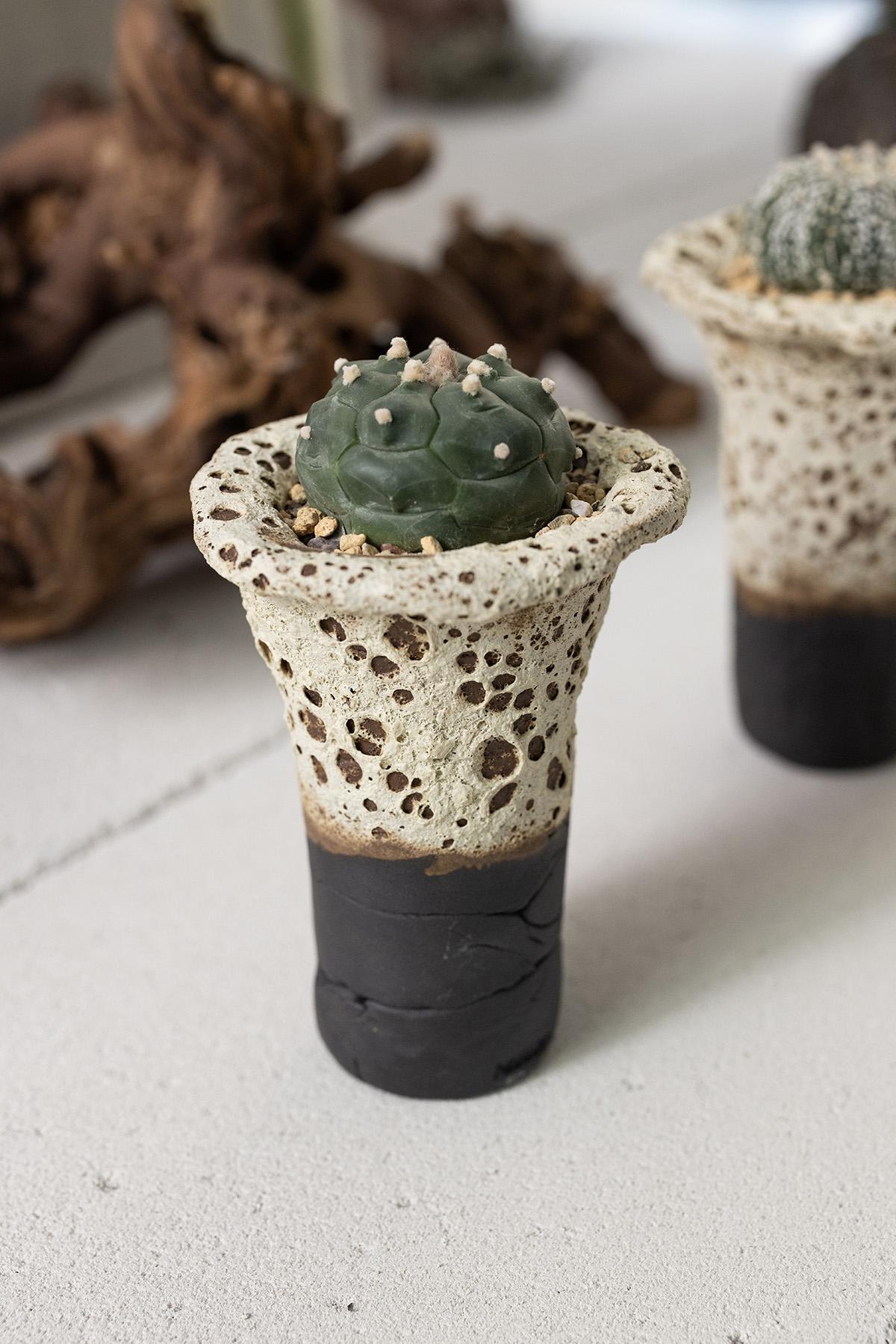 Planted Ceramics, Living Landscapes 6